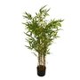 Plante décorative